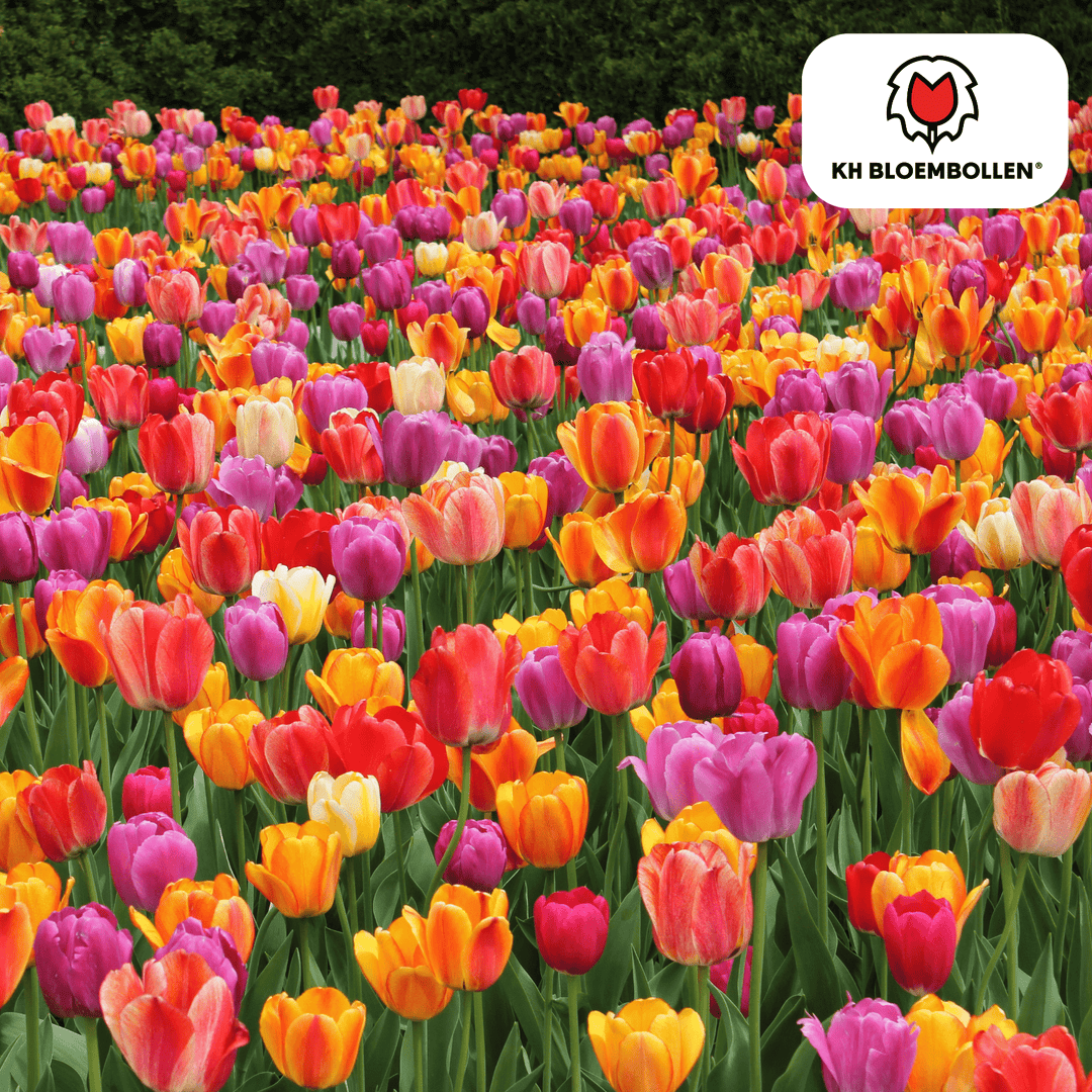 Tulpenzwiebeln farbenfrohe Mischung - 20 Stück - Blumenzwiebeln Garten