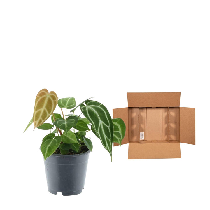Anthurium Crystallinum – 35 cm – ø12 – Flamingoblume