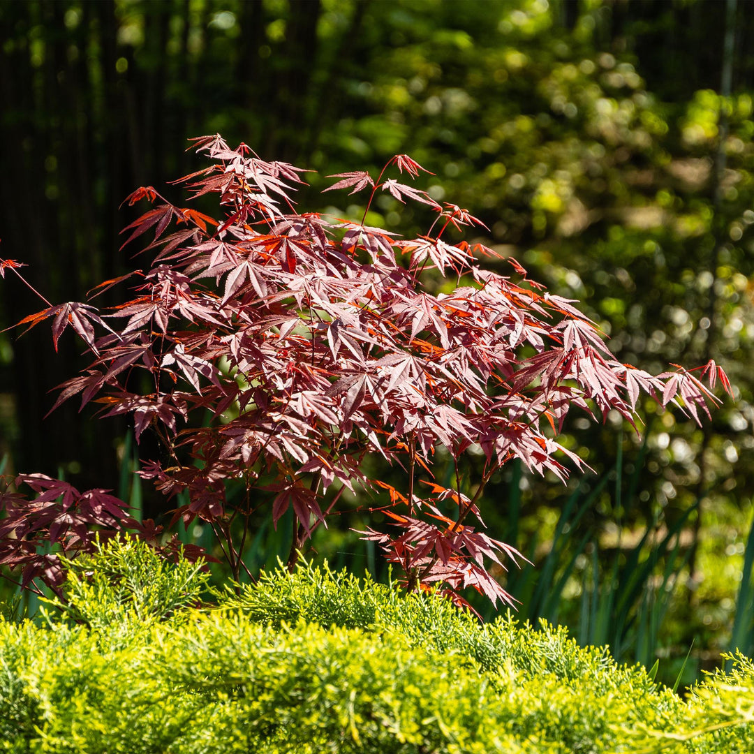 Japanischer Fächerahorn Atropurpureum - Lila - 70cm - Acer Palmatum Outdoor