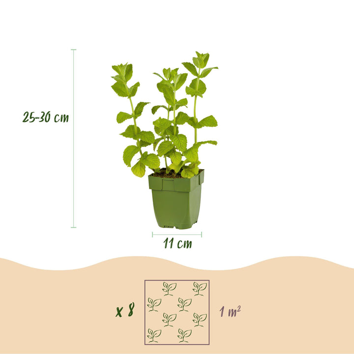 Staudenbeet - Teekräuter