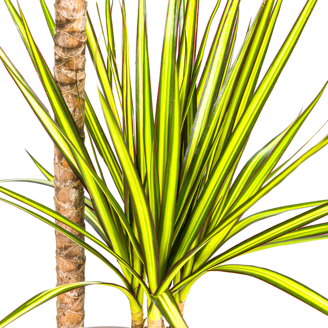 Dracaena Marginata Sunray Ø19cm - 80-100cm - Drachenbaum