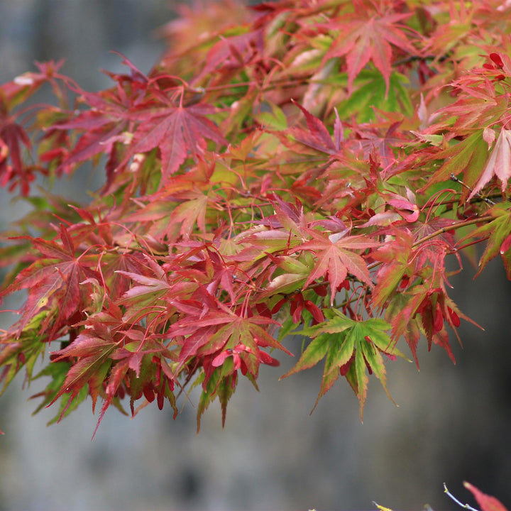 Japanischer Fächerahorn Beni Maiko - Rot - 70 cm - Acer Palmatum Outdoor