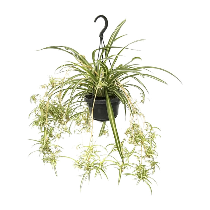 Grünlilie Chlorophytum Comosum Variegatum – Ø14cm | Spinnenpflanze