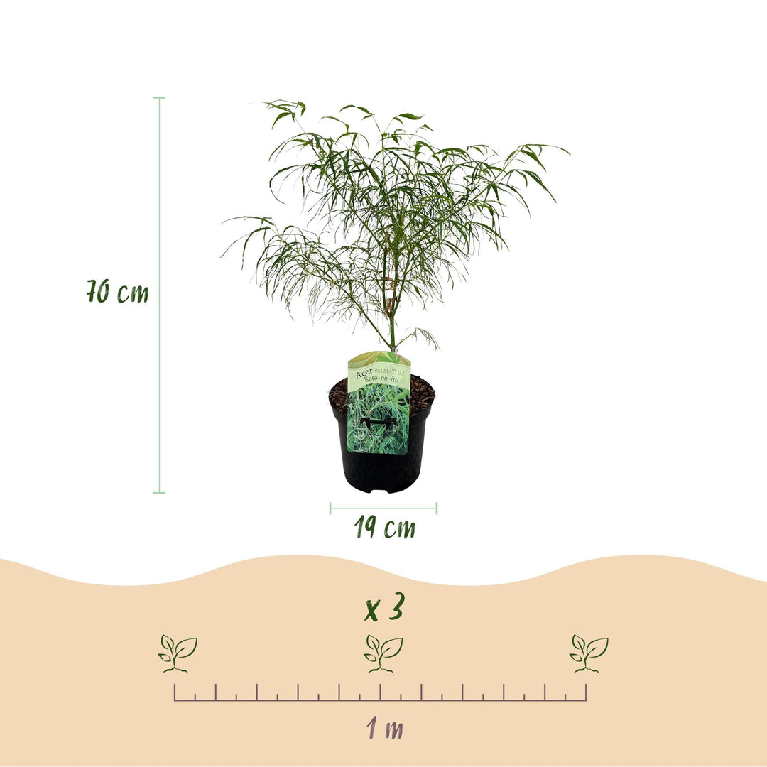 Japanischer Ahorn Koto-no-ito - Grün - 70cm - Acer Palmatum Outdoor