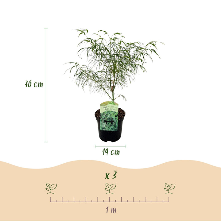 Japanischer Ahorn Koto-no-ito - Grün - 70cm - Acer Palmatum Outdoor