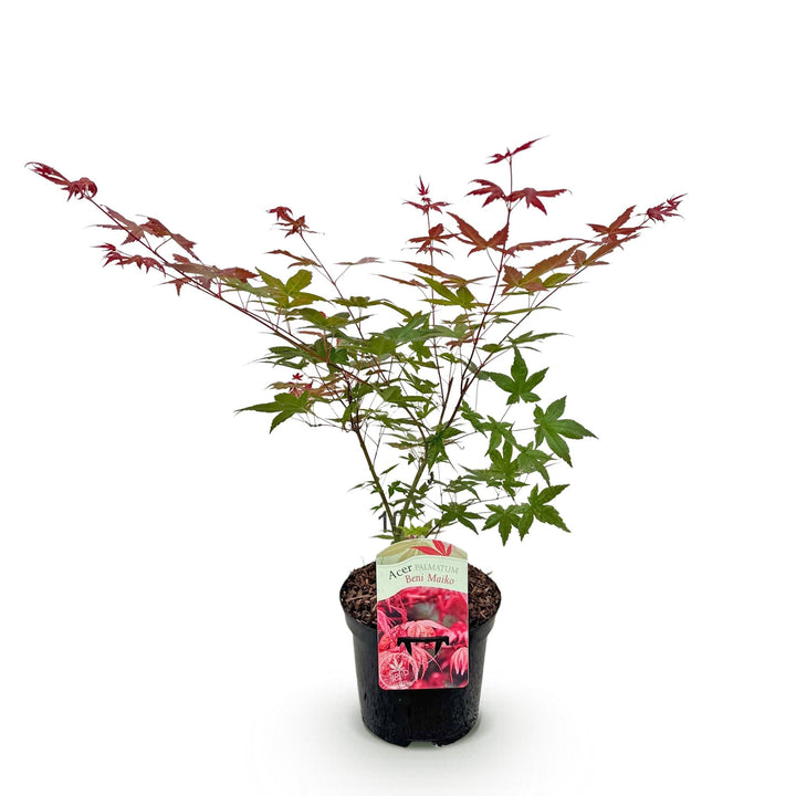 Japanischer Fächerahorn Beni Maiko - Rot - 70 cm - Acer Palmatum Outdoor