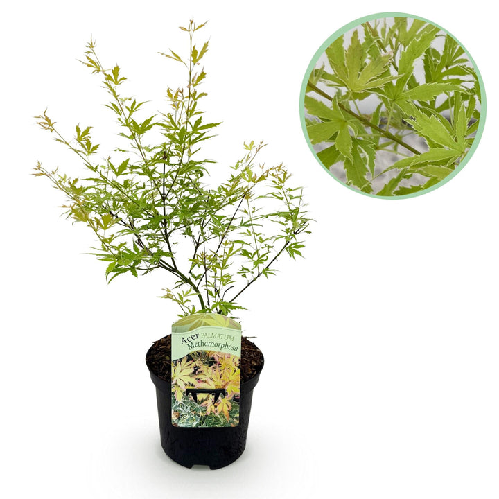 Japanischer Ahorn Metamorphosa - Grün - 70cm - Acer Palmatum Outdoor