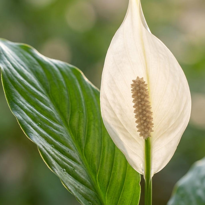 Spathiphyllum mit Übertopf weiß - 80cm - Ø21 - Einblatt