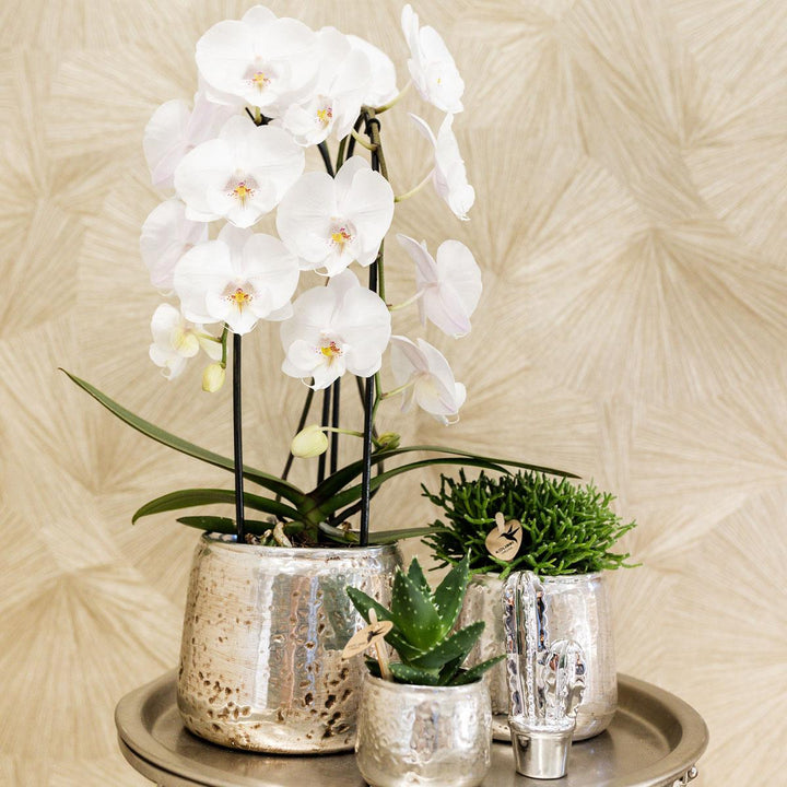 Niagara Fall Orchidee – Phalaenopsis-Orchidee