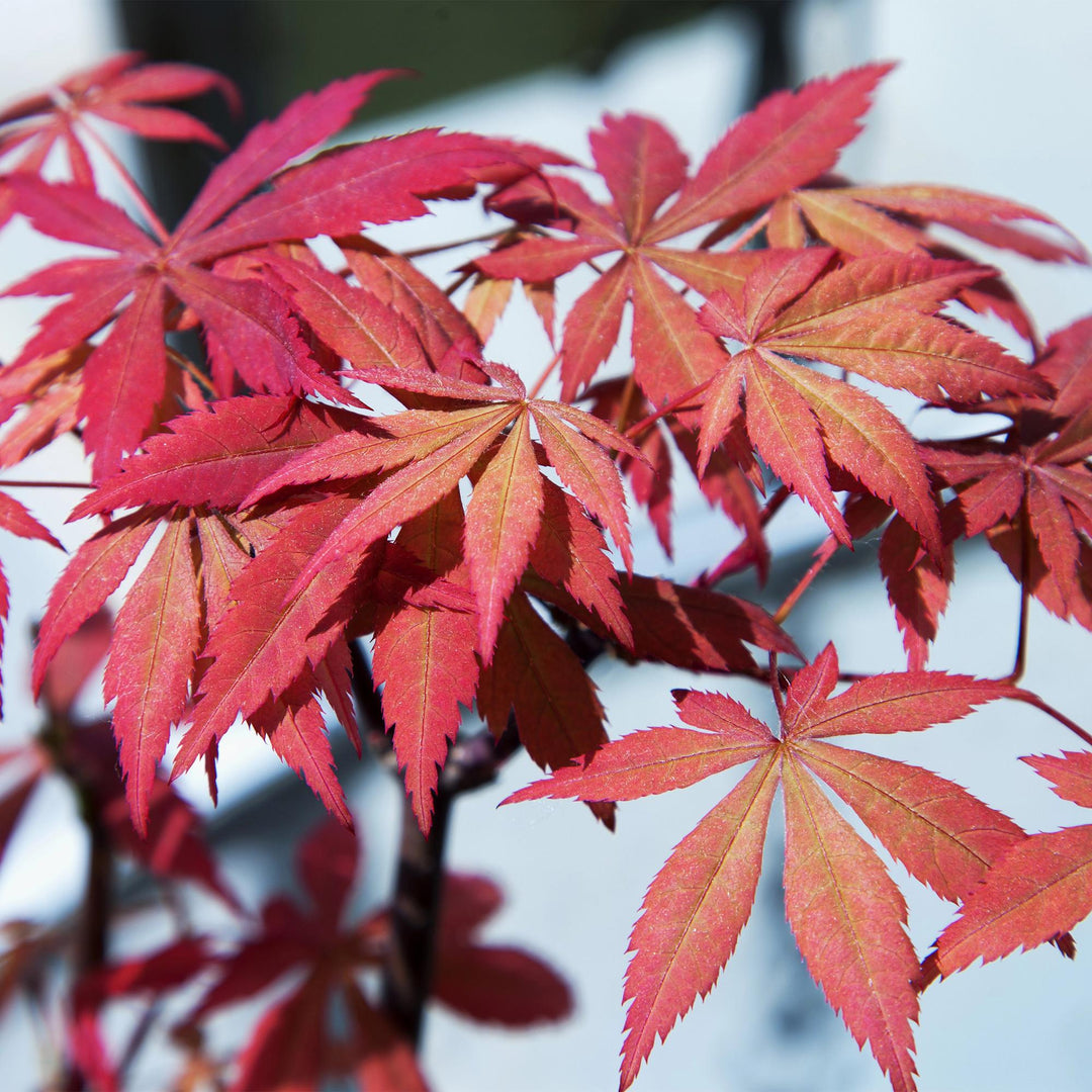 Japanischer Ahorn Sumi-nagashi - Rot - 70cm - Acer Palmatum Outdoor