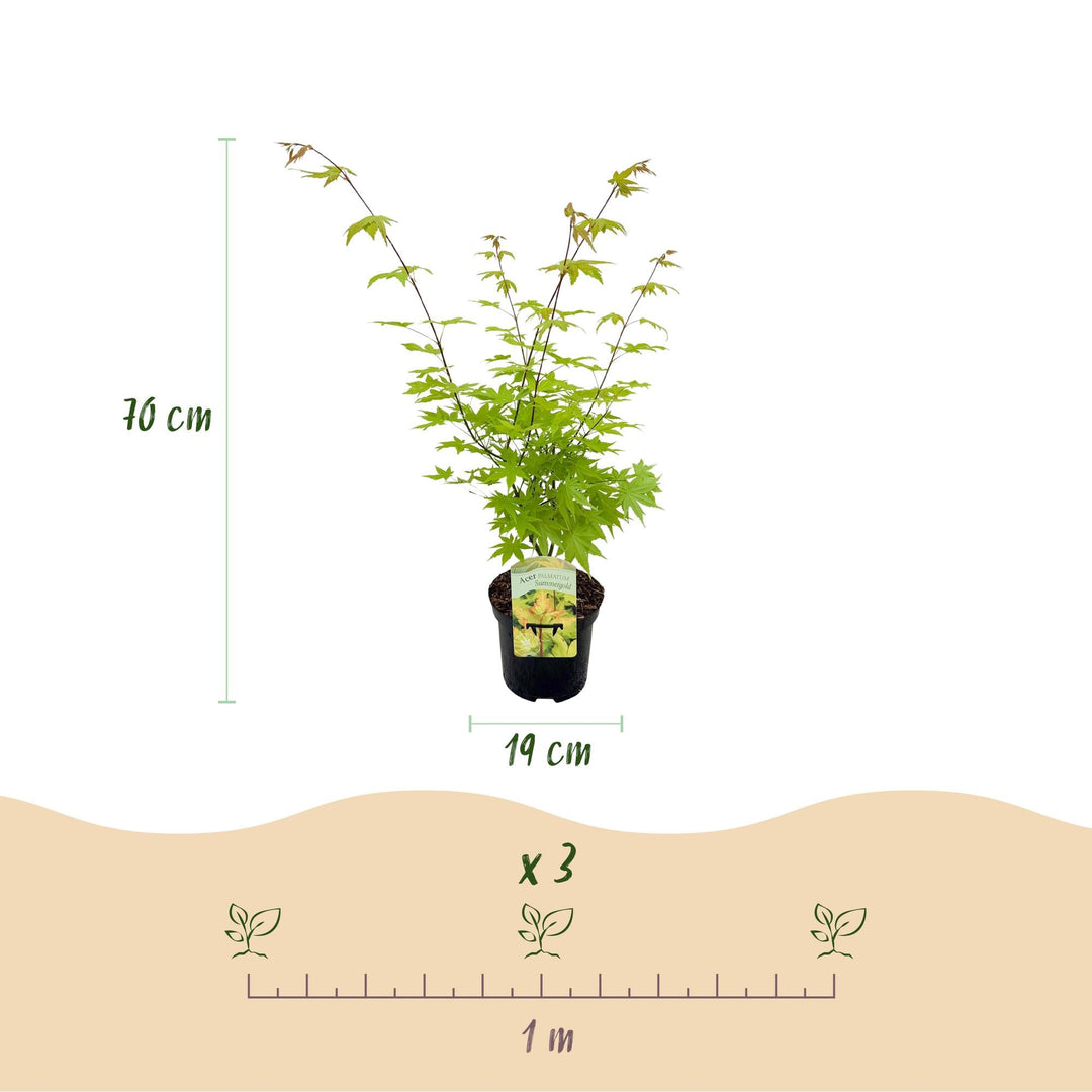 Japanischer Fächerahorn Summergold - Gelb - 70cm - Acer Palmatum Outdoor