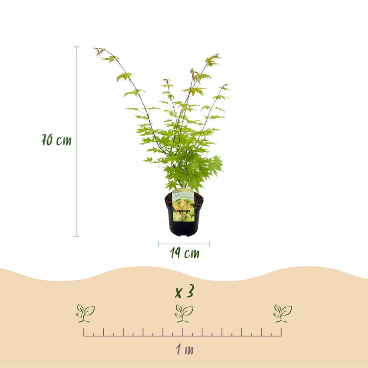 Japanischer Fächerahorn Summergold - Gelb - 70cm - Acer Palmatum Outdoor