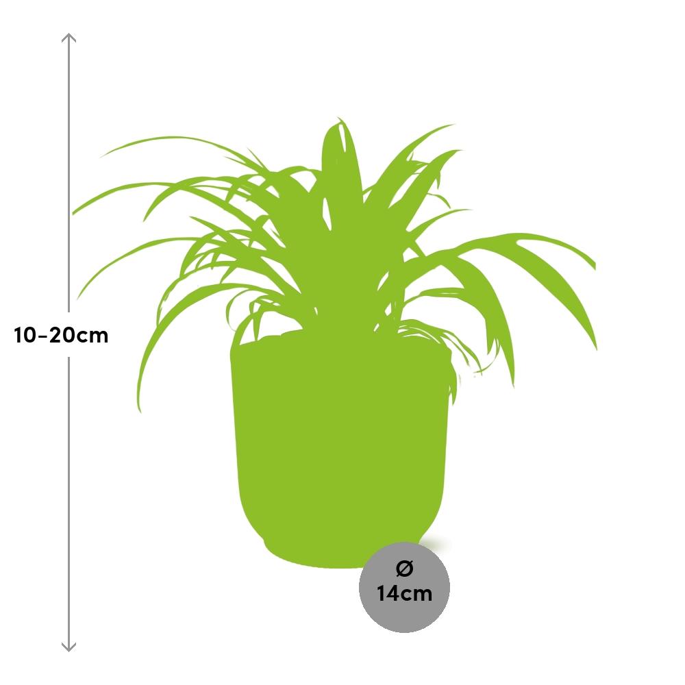 Grünlilie Chlorophytum Comosum in ELHO Vibes Fold Rosa – Ø14cm