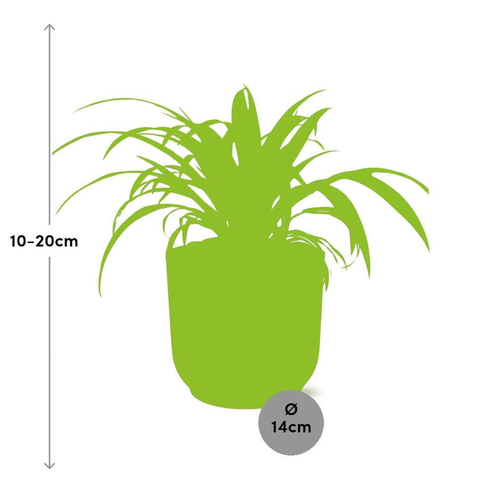 Grünlilie Chlorophytum Comosum in ELHO Vibes Fold Rosa – Ø14cm
