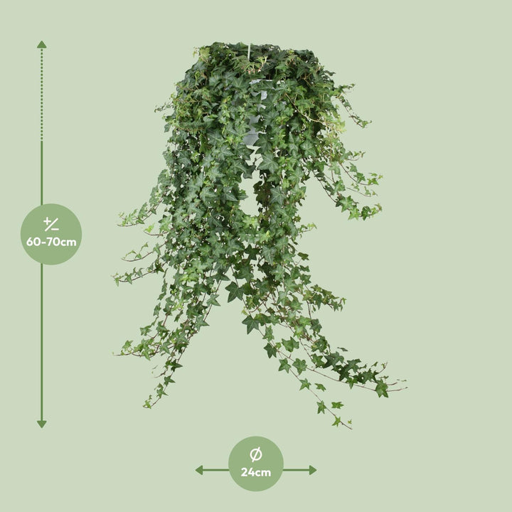 Hedera Helix Pitsburg - Hängepflanze/XXL - Ø24cm - 70cm - Efeu
