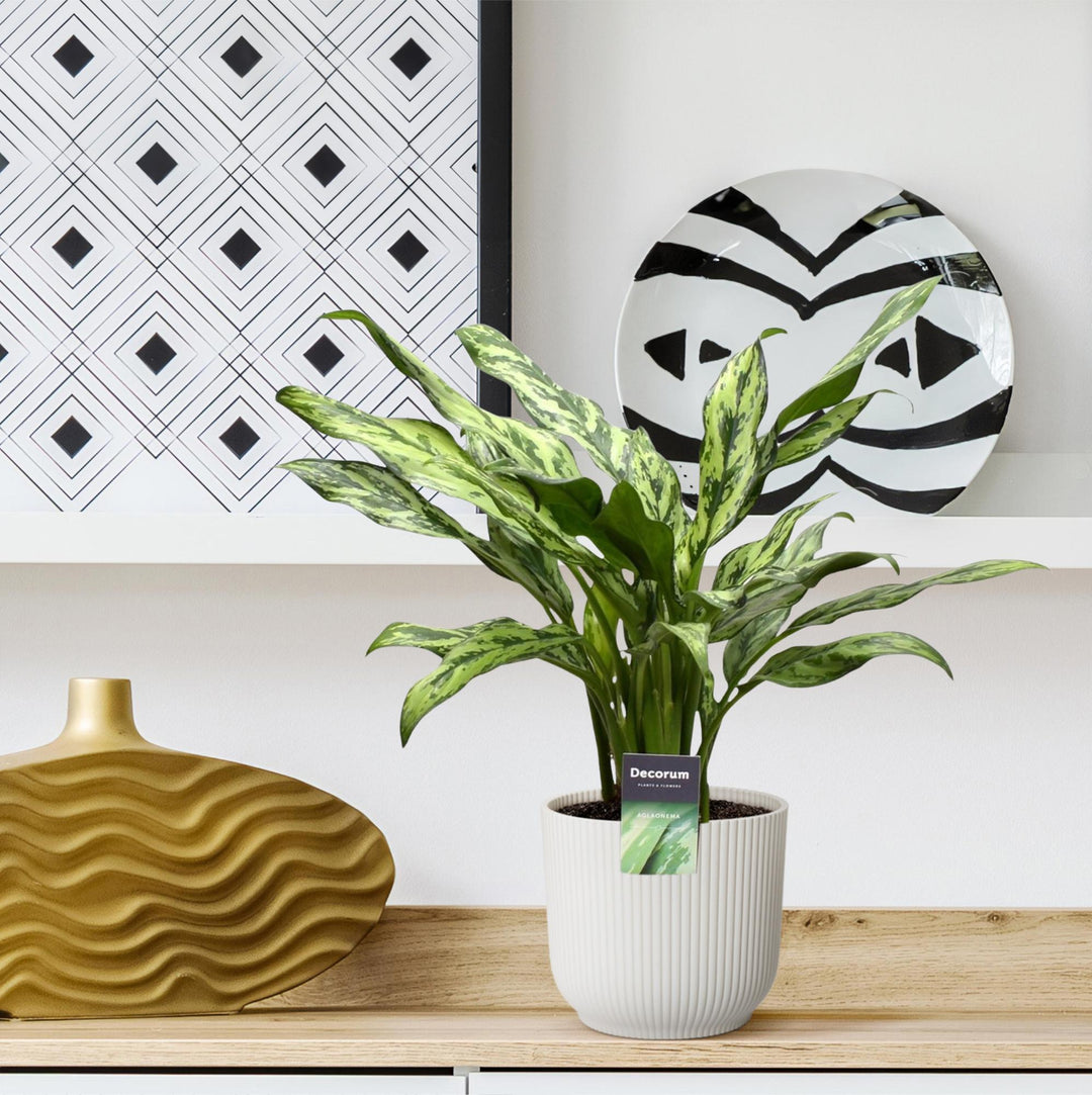 Aglaonema Juliette - 40 cm - ø12 - Kolbenfaden
