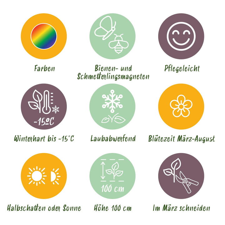 Staudenpaket - Bienen- und Schmetterlingsanziehend