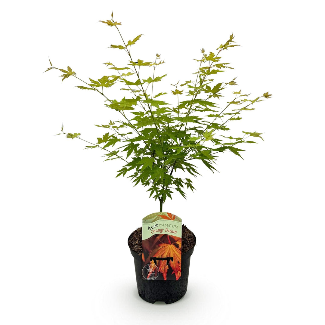 Japanischer Fächerahorn Orange Dream - Orange - 70cm - Acer Palmatum Outdoor