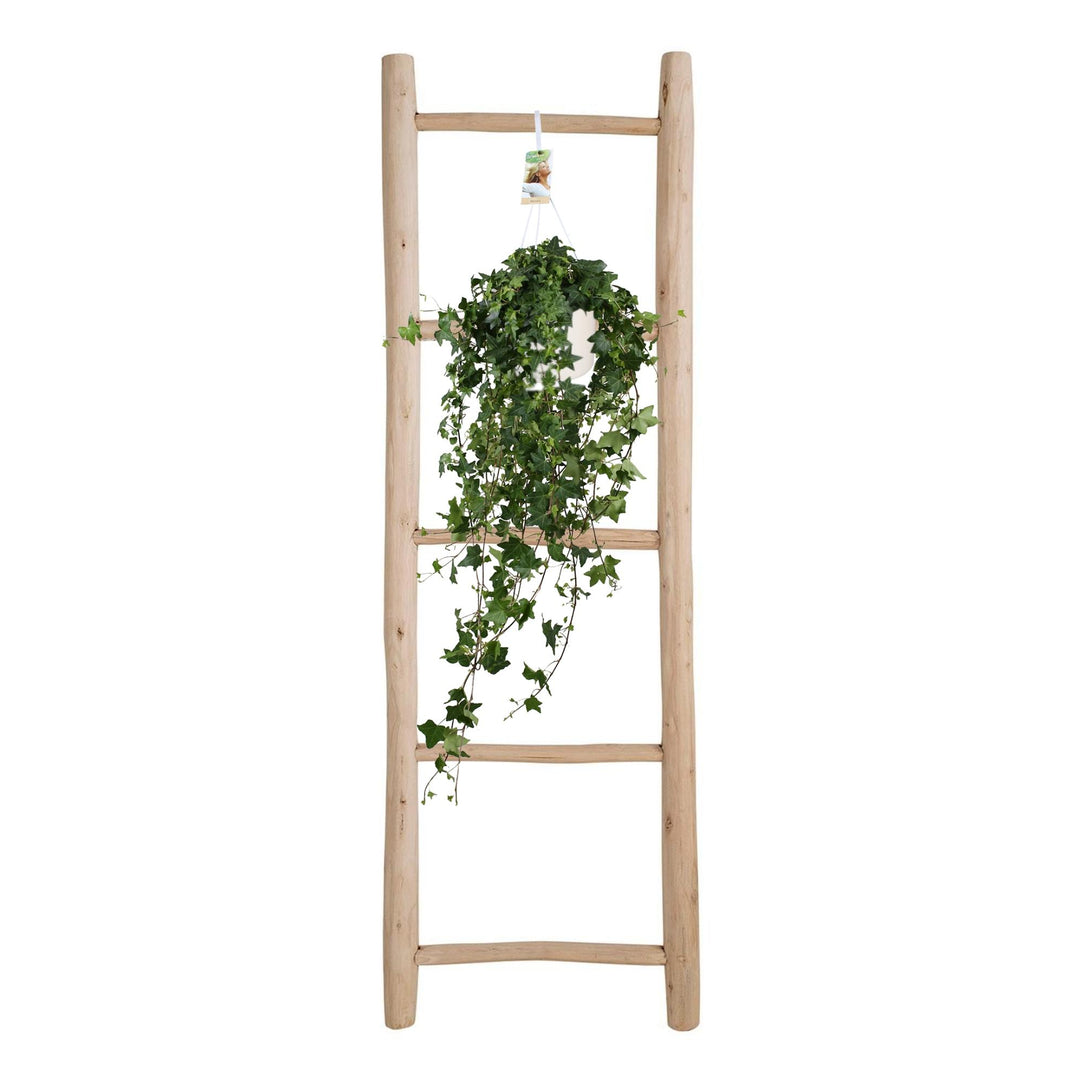 Hedera Helix Pittsburgh - Hängend/XXL - Ø17cm - 90cm - Efeu