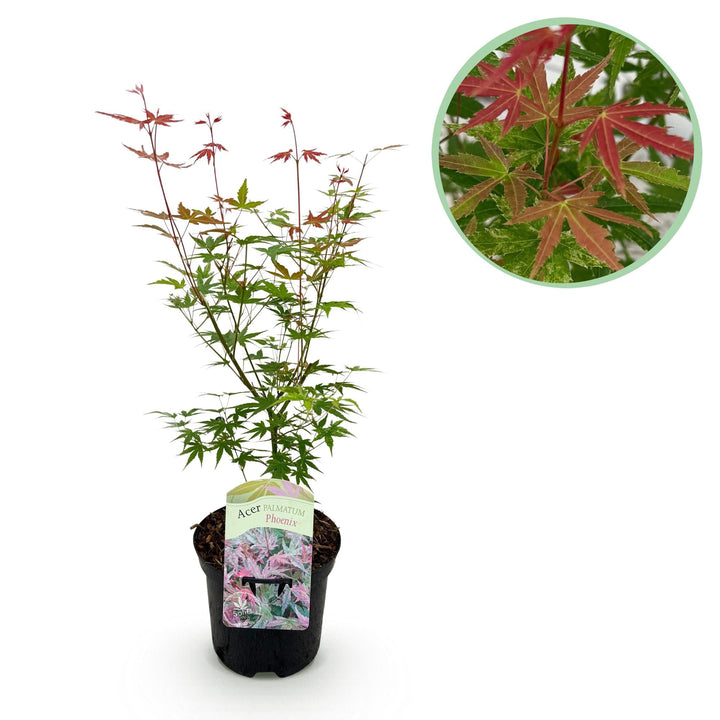 Japanischer Fächerahorn Phoenix - Rosa - 70cm - Dattelpalme | Kaufen