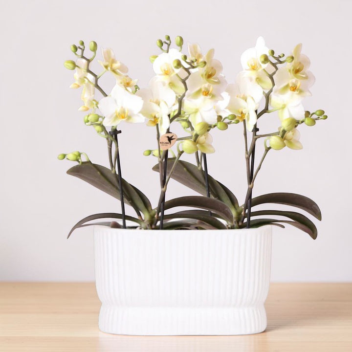 Weiße Orchideenset im luxuriösen Diabolo Twin Ziergefäß – Pflanzentopf