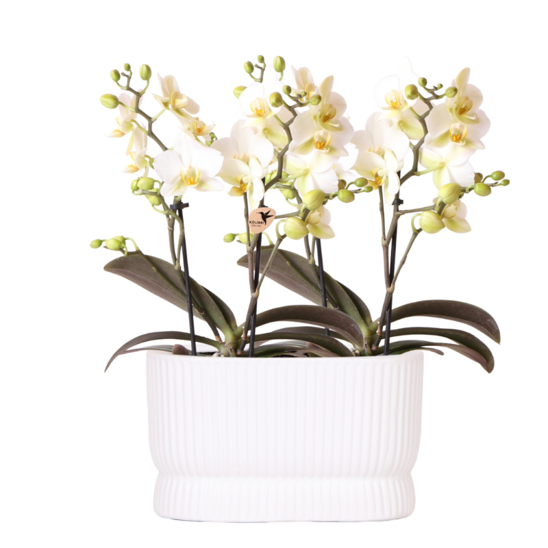 Weiße Orchideenset im luxuriösen Diabolo Twin Ziergefäß – Pflanzentopf