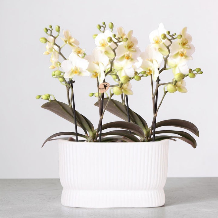 Weiße Orchideenset im luxuriösen Diabolo Twin Ziergefäß – Pflanzentopf
