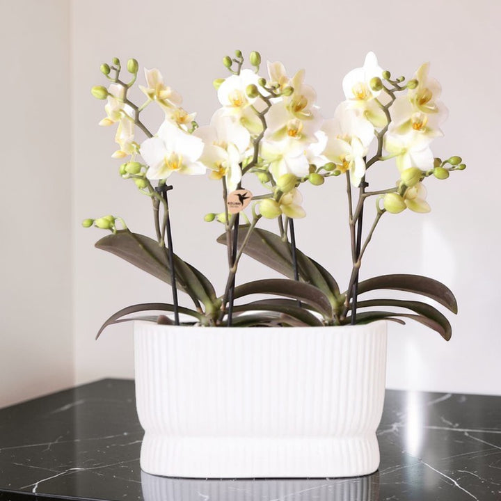Weiße Orchideenset im luxuriösen Diabolo Twin Ziergefäß – Pflanzentopf