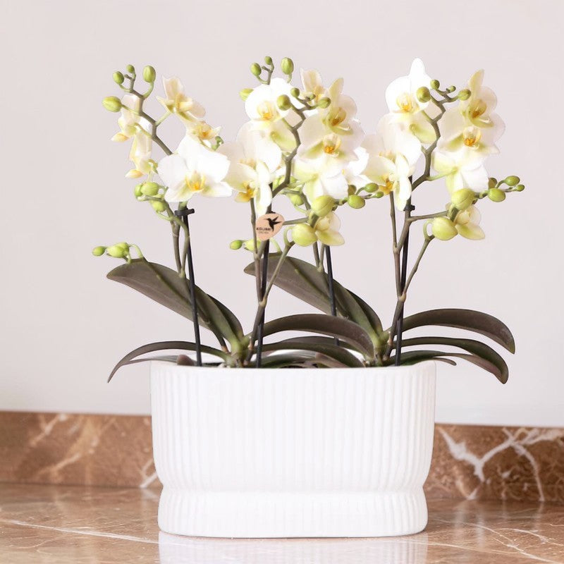 Weiße Orchideenset im luxuriösen Diabolo Twin Ziergefäß – Pflanzentopf