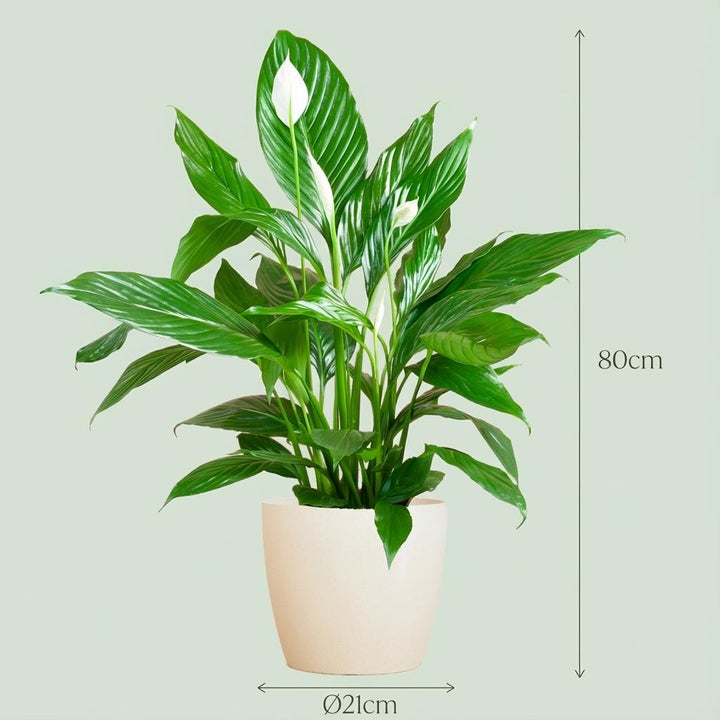 Spathiphyllum mit Übertopf weiß - 80cm - Ø21 - Einblatt