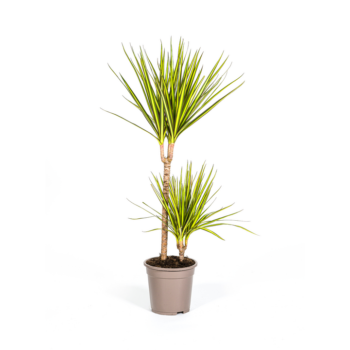 Dracaena Marginata Sunray Ø19cm - 80-100cm - Drachenbaum