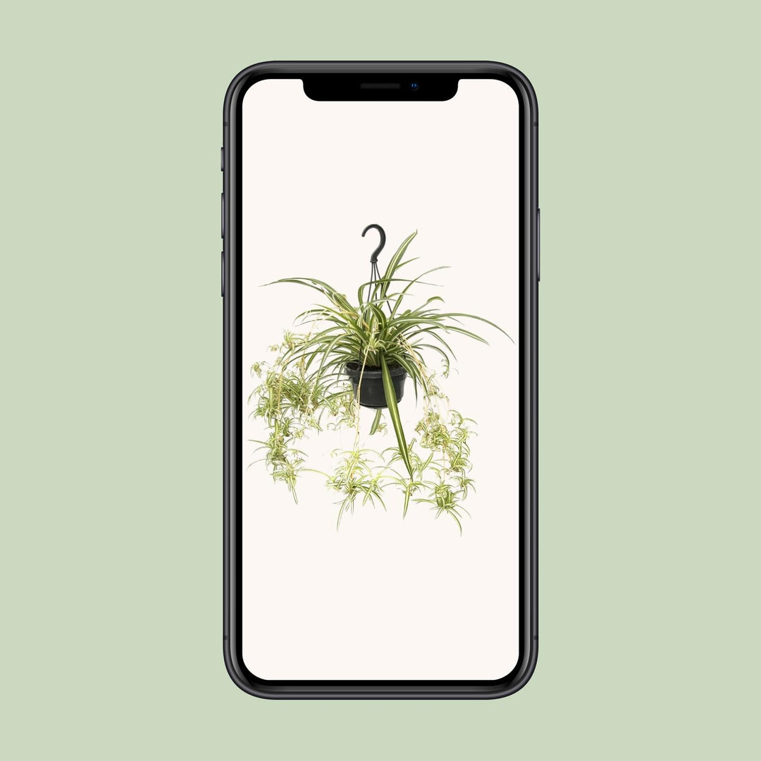 Grünlilie Chlorophytum Comosum Variegatum – Ø14cm | Spinnenpflanze