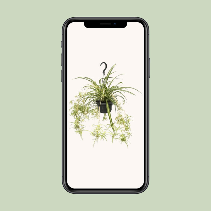Grünlilie Chlorophytum Comosum Variegatum – Ø14cm | Spinnenpflanze