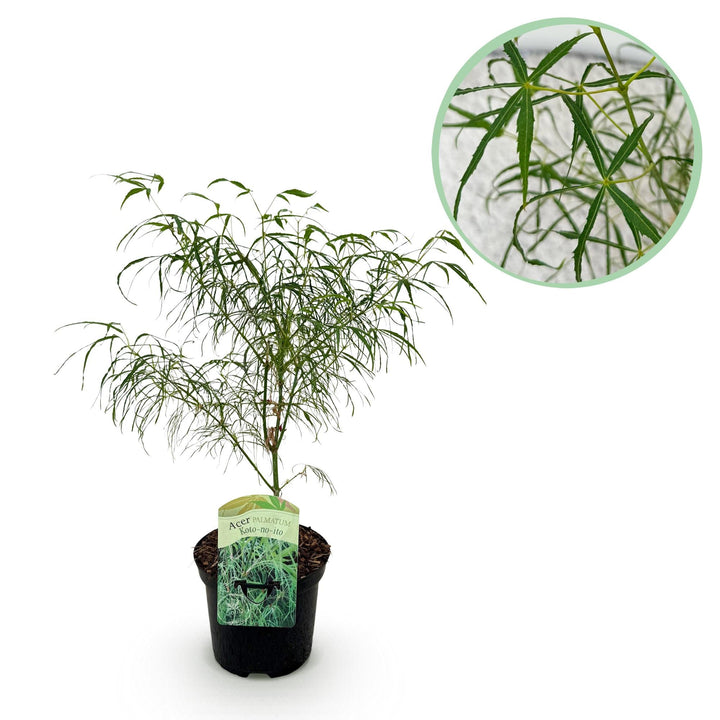 Japanischer Ahorn Koto-no-ito - Grün - 70cm - Acer Palmatum Outdoor