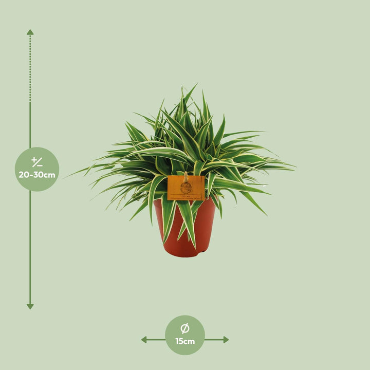 Grünlilie Chlorophytum Ocean – Ø15cm | Luftreinigende Pflanze