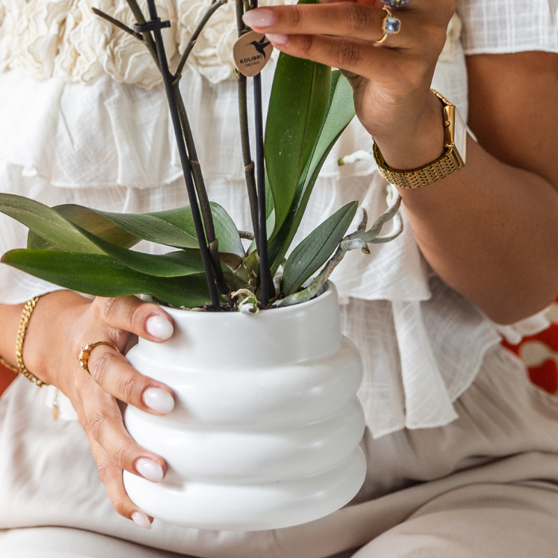Luxus-Set | Gibraltar Orchidee - Phalaenopsis Orchidee