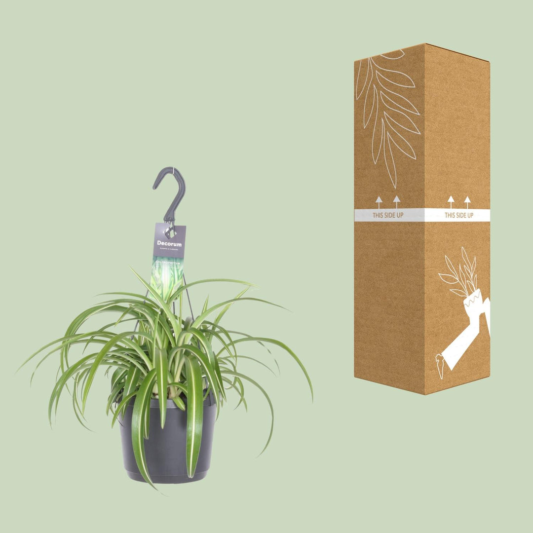 Grünlilie Chlorophytum Comosum Bonnie – Ø17cm | Hängepflanze