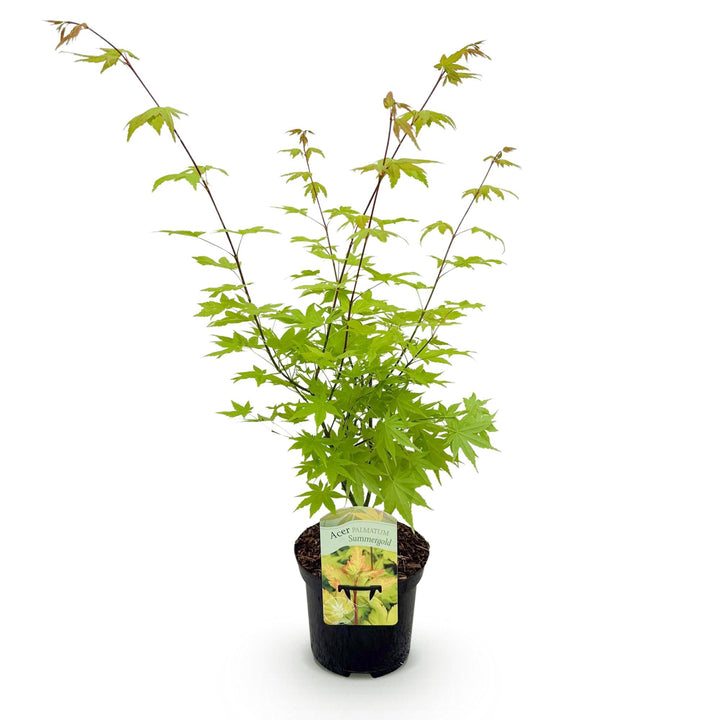 Japanischer Fächerahorn Summergold - Gelb - 70cm - Acer Palmatum Outdoor