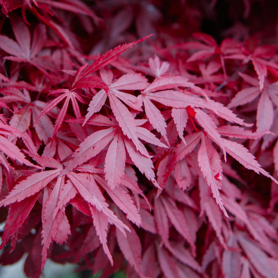 Japanischer Ahorn Skeeters Broom - Lila - 70cm - Acer Palmatum Outdoor