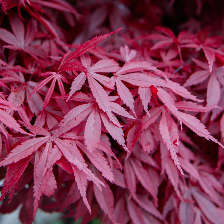 Japanischer Ahorn Skeeters Broom - Lila - 70cm - Acer Palmatum Outdoor
