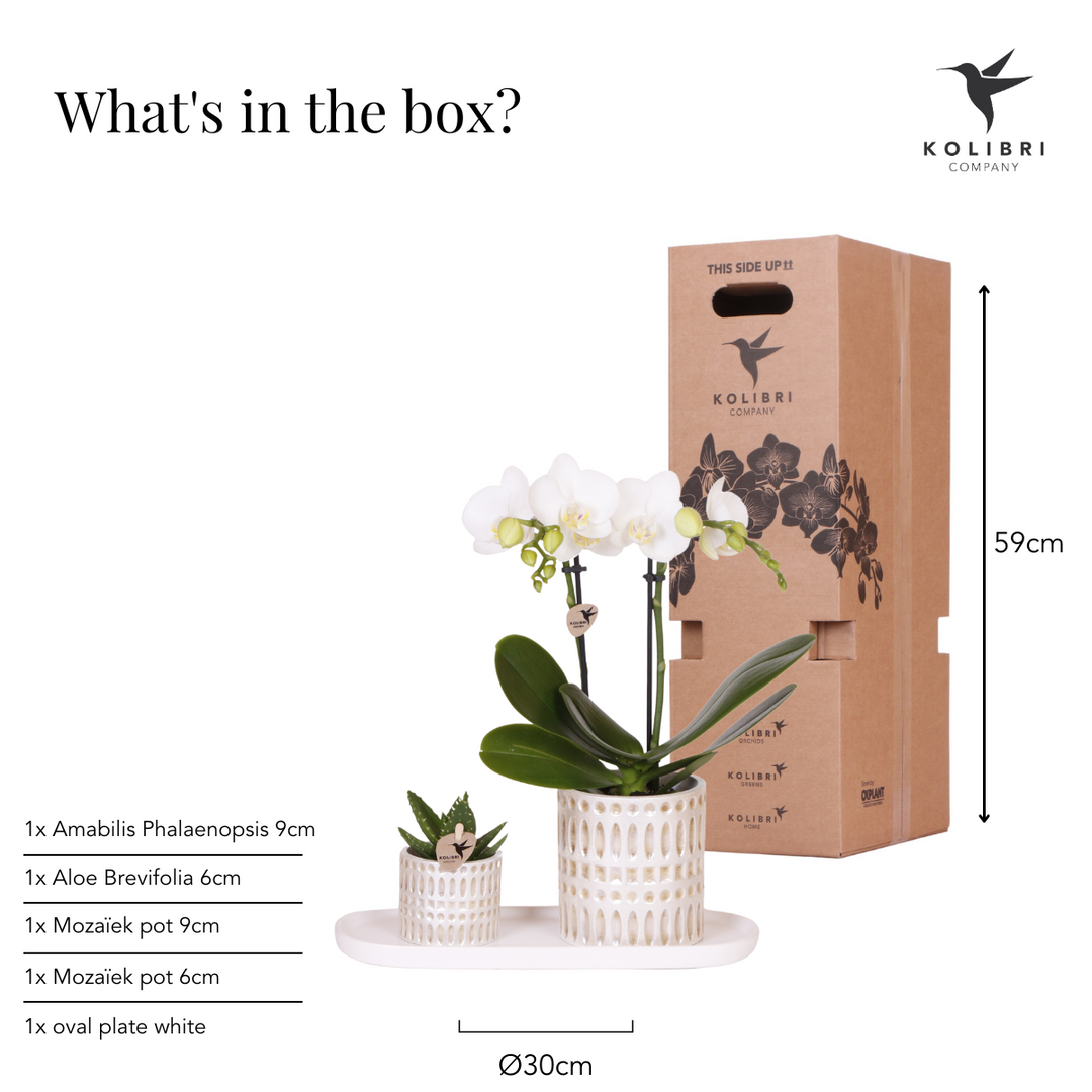 Pflanzenset Le Chic klein | Weiße Phalaenopsis Orchidee Amabilis und