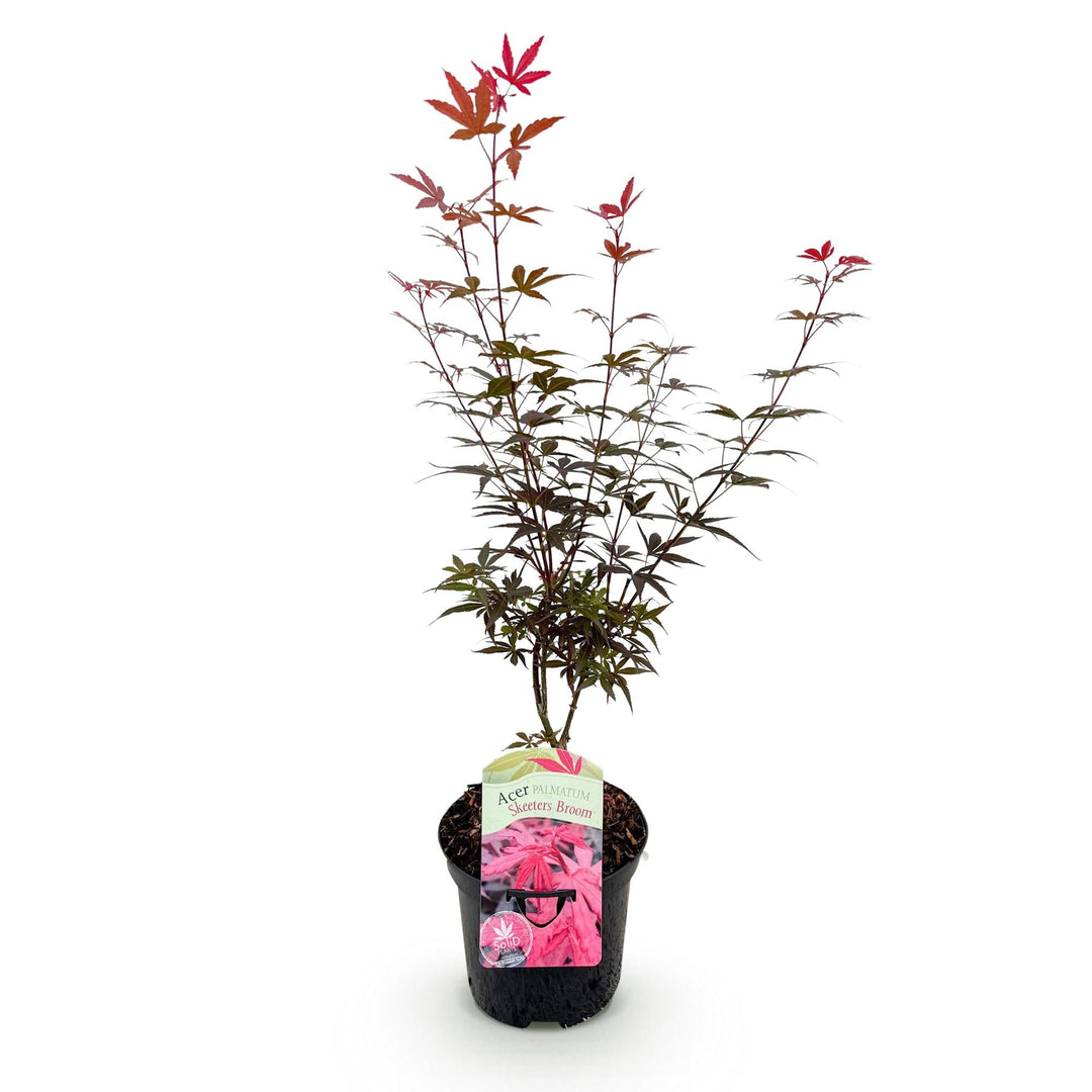 Japanischer Ahorn Skeeters Broom - Lila - 70cm - Acer Palmatum Outdoor