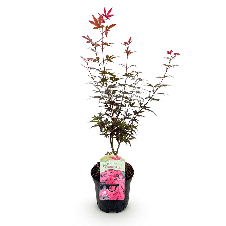 Japanischer Ahorn Skeeters Broom - Lila - 70cm - Acer Palmatum Outdoor