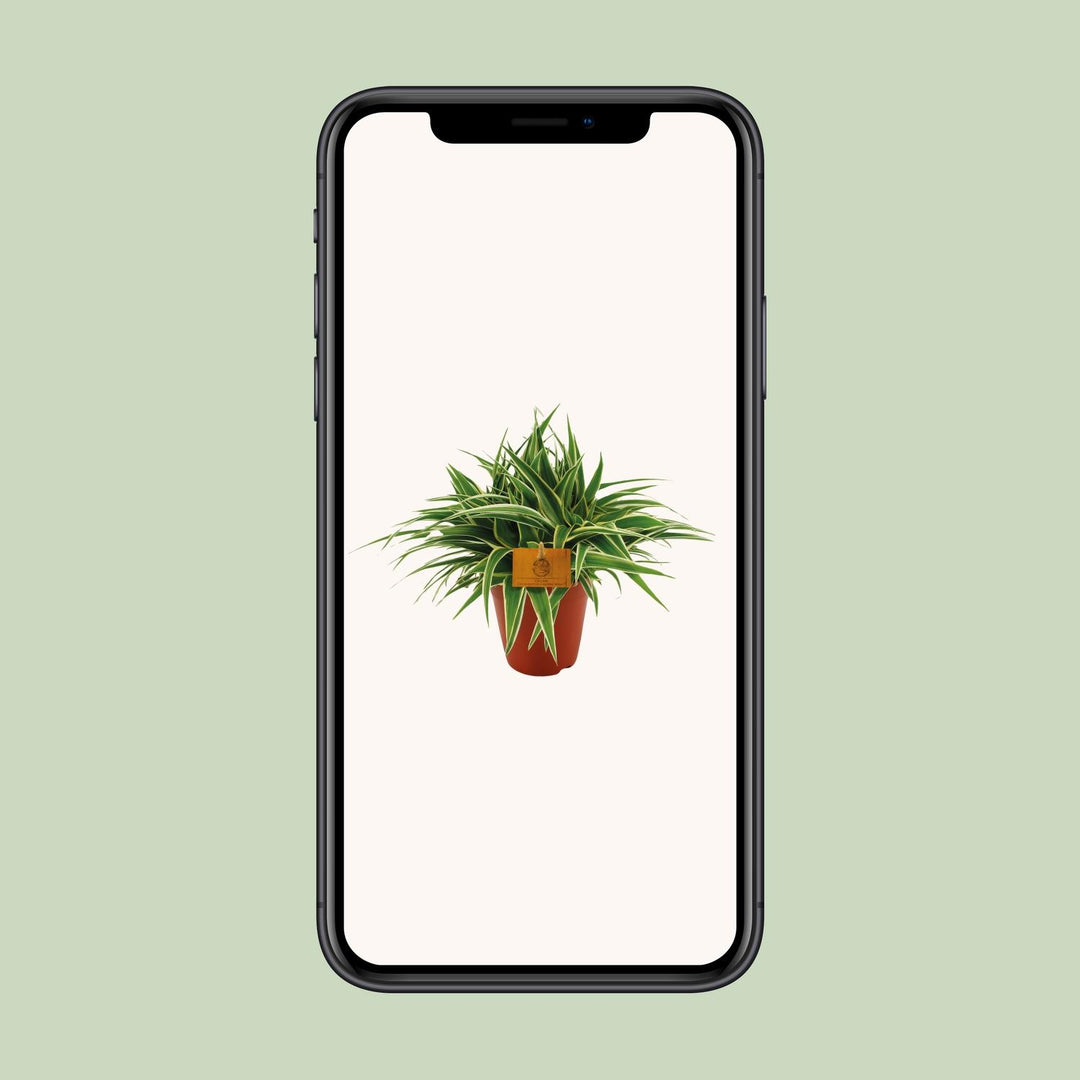 Grünlilie Chlorophytum Ocean – Ø15cm | Luftreinigende Pflanze