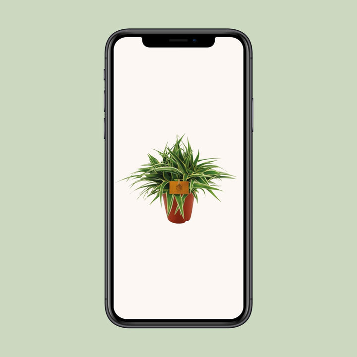 Grünlilie Chlorophytum Ocean – Ø15cm | Luftreinigende Pflanze