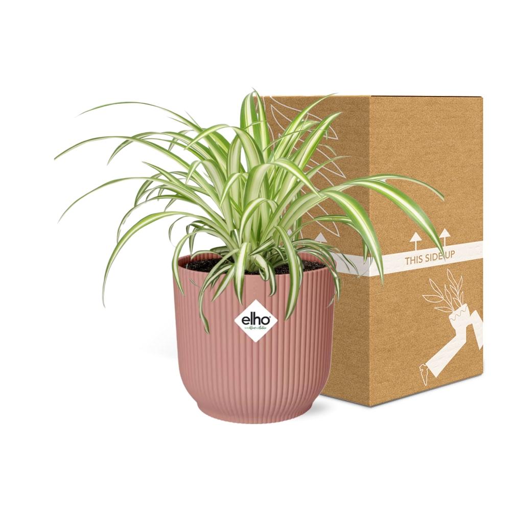 Grünlilie Chlorophytum Comosum in ELHO Vibes Fold Rosa – Ø14cm