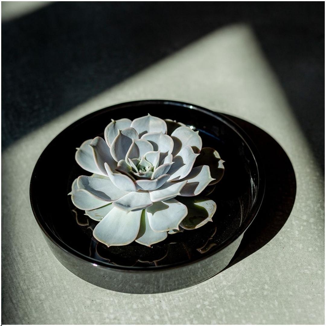 Sukkulente Echeveria Lilacina in Schale „schwarz“ Ø20 cm - 5 cm