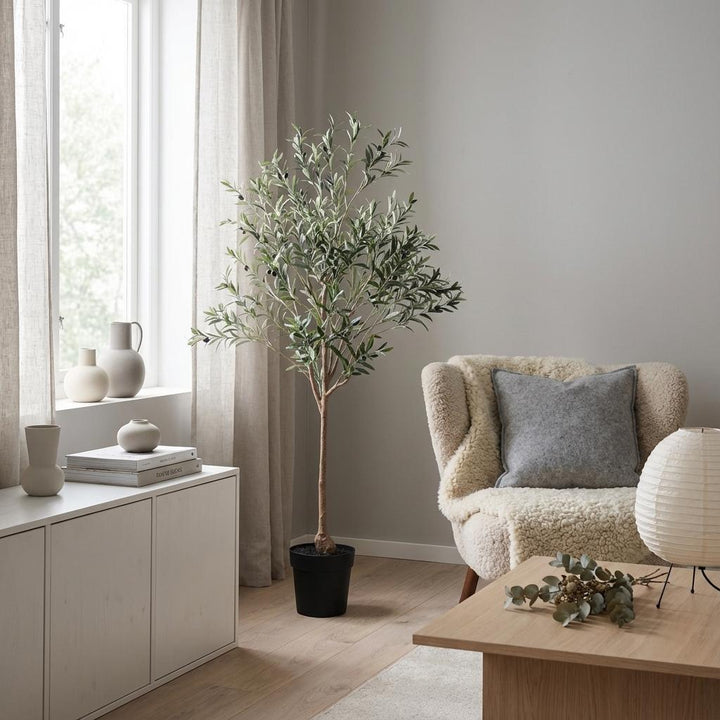 Olivenbaum - 170cm - Outdoor & Indoor