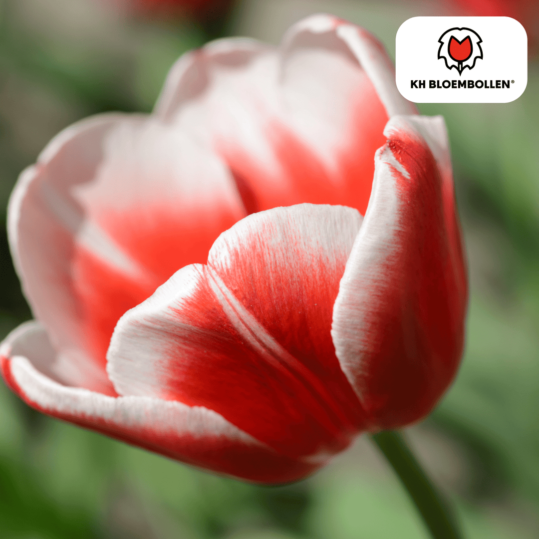 Tulpenzwiebeln Candy Apple Delight - 20 Stück - Ziertopf Zimmerpflanze