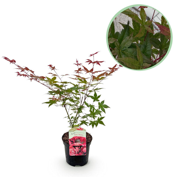 Japanischer Fächerahorn Beni Maiko - Rot - 70 cm - Acer Palmatum Outdoor